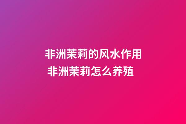 非洲茉莉的风水作用 非洲茉莉怎么养殖